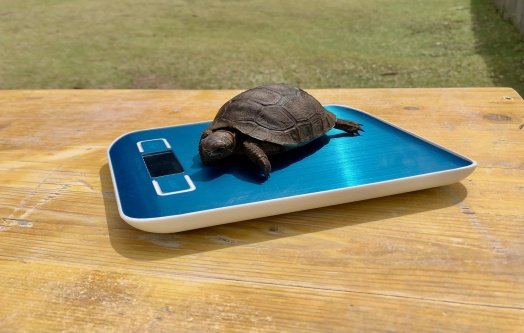Why Seychelles Needs a Modern Wildlife Protection Law
